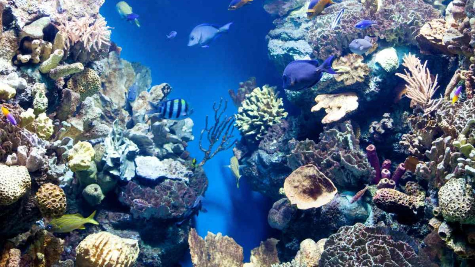 Marine Biodiversity