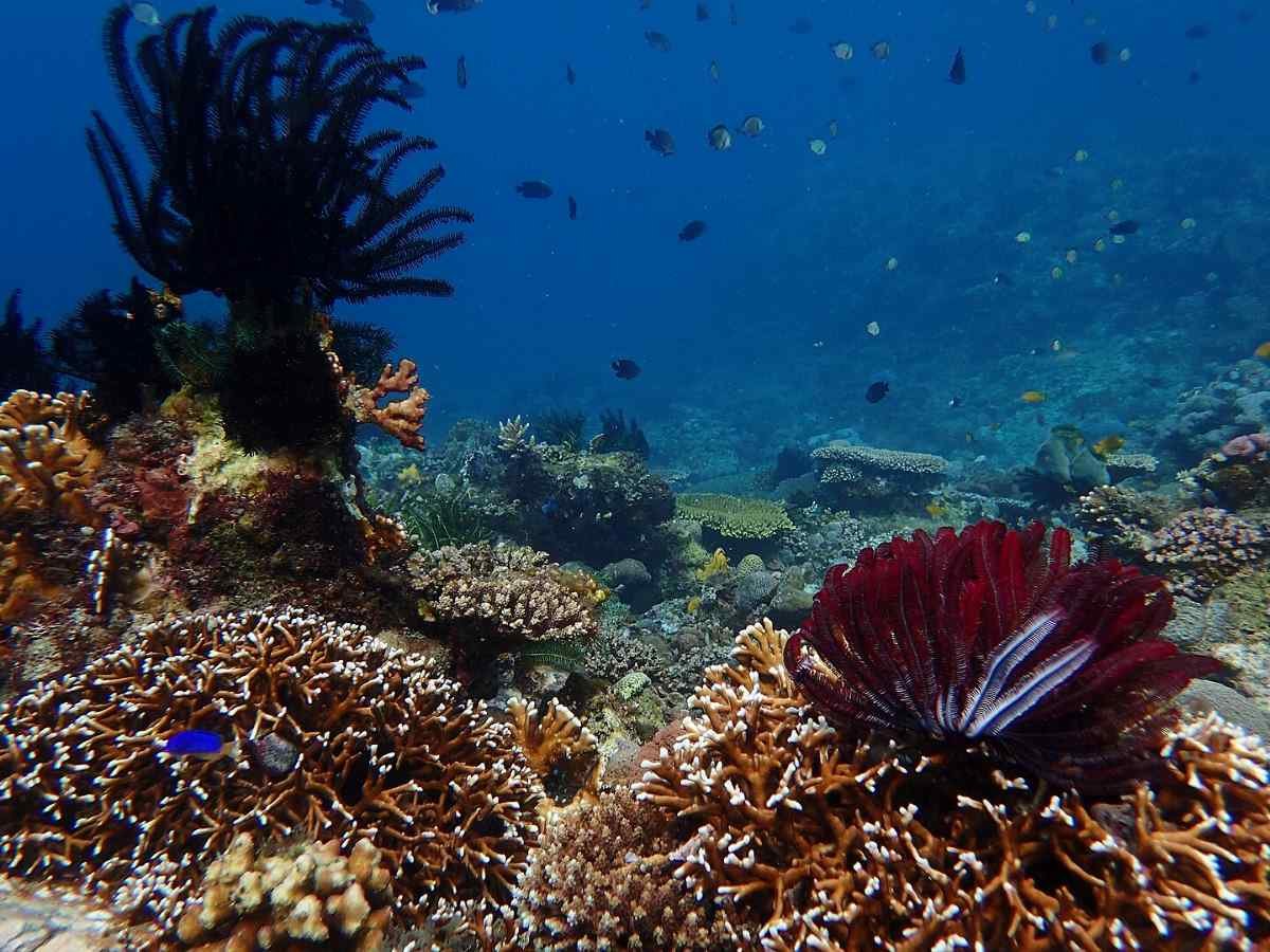 Biodiversity Puerto Galera