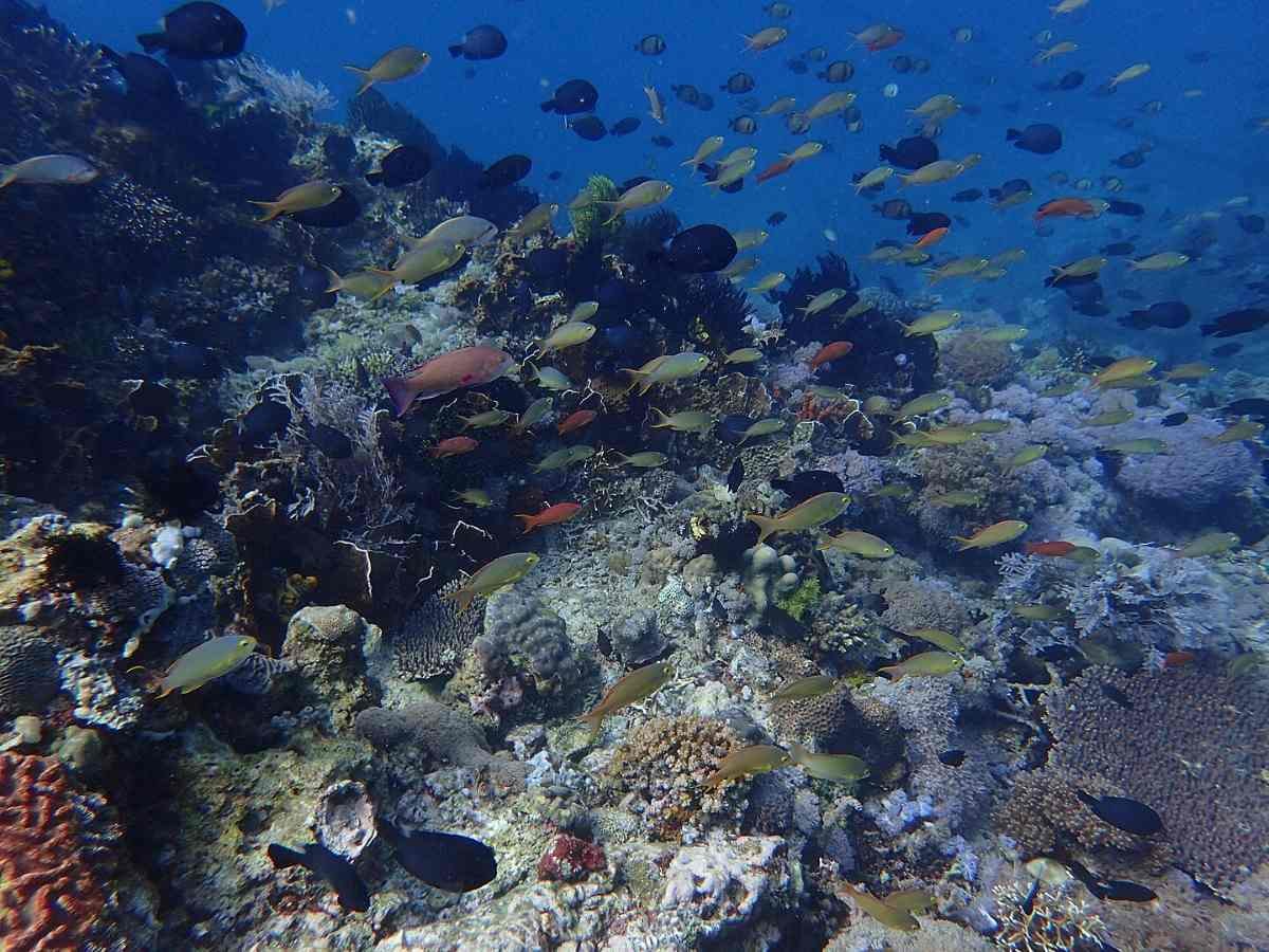 Coral Reef Puerto Galera